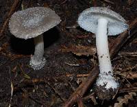 Amanita nehuta image