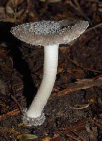 Amanita nehuta image