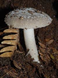 Amanita nehuta image