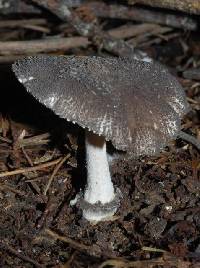 Amanita nehuta image