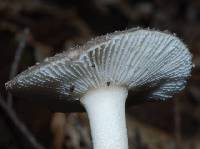 Amanita nehuta image