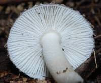 Amanita nehuta image