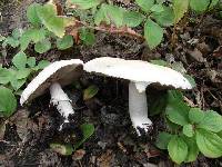 Agaricus status image