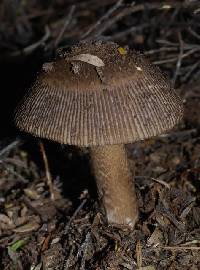 Amanita pekeoides image