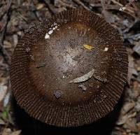 Amanita pekeoides image