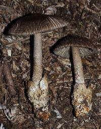 Amanita pekeoides image