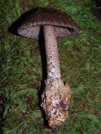 Amanita pekeoides image