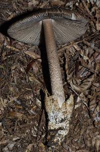 Amanita pekeoides image