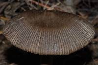 Amanita pekeoides image