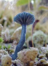 Arrhenia chlorocyanea image