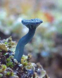 Arrhenia chlorocyanea image