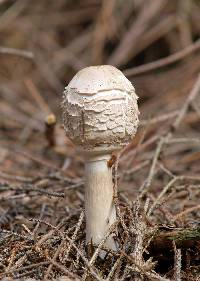 Agaricus rachodes image