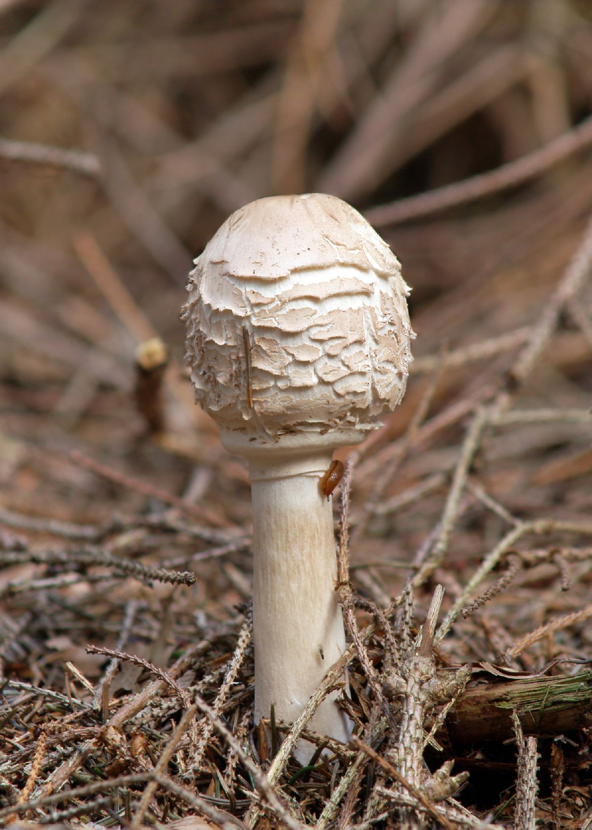 Agaricus rachodes image