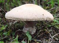 Agaricus acclinis image