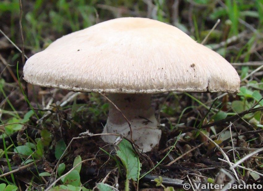 Agaricus aureolamellatus image