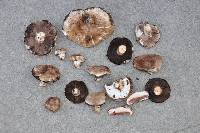 Agaricus accola image