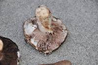 Agaricus agrinferus image