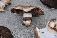 Agaricus ambiformis image