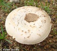 Amanita curtipes image