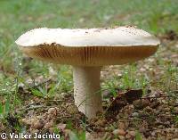 Amanita curtipes image