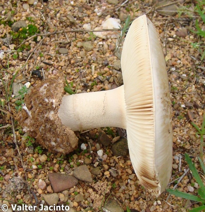 Amanita curtipes image