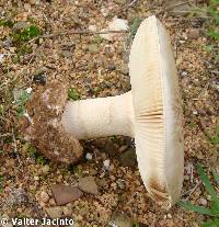 Amanita curtipes image