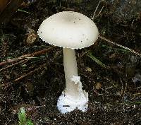 Amanita taiepa image