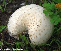 Agaricus campester image