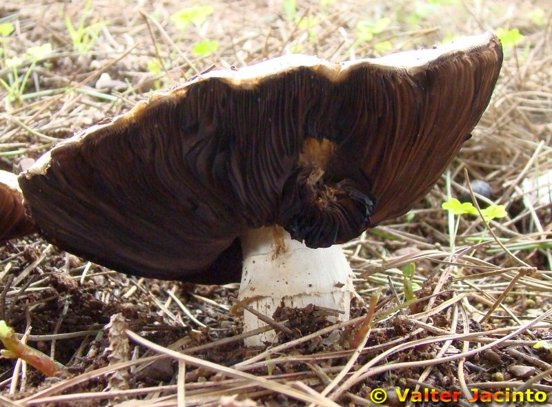 Agaricus excellens image