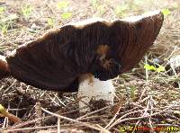 Agaricus excellens image