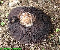 Agaricus excellens image