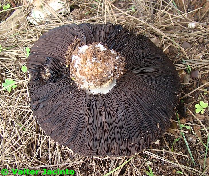 Agaricus excellens image