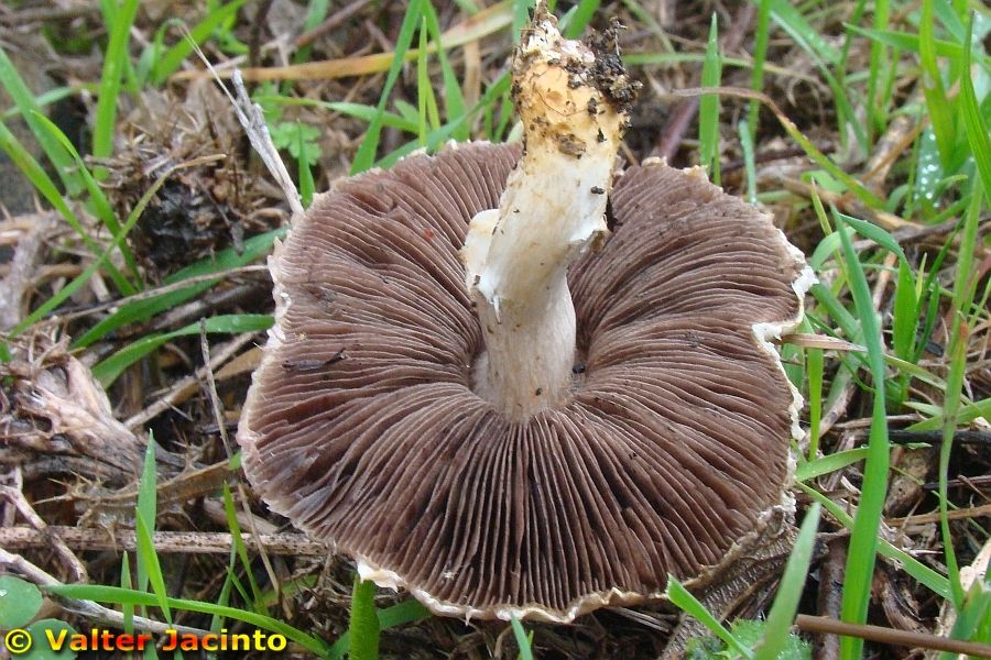 Agaricus campbellensis image