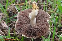 Agaricus campbellensis image