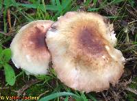 Agaricus campbellensis image