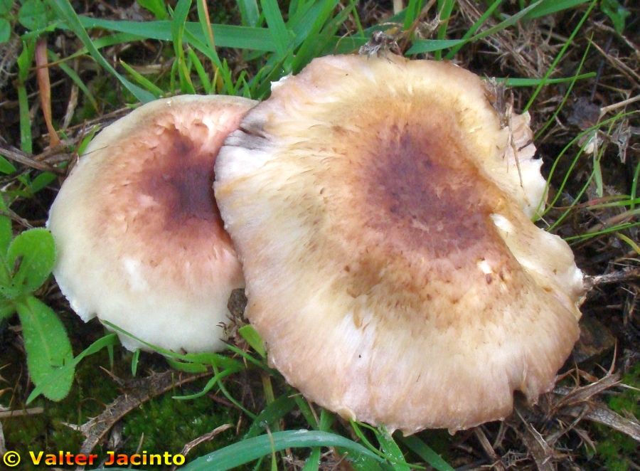 Agaricus dulcidulus image