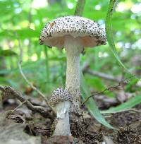 Agaricus onustus image