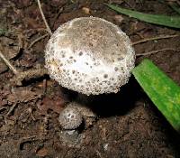 Agaricus onustus image