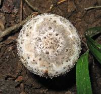 Agaricus onustus image