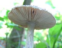 Agaricus onustus image