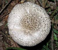 Agaricus onustus image