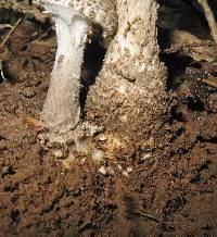 Agaricus onustus image