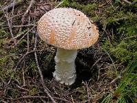 Amanita aprica image