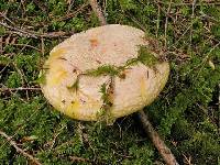 Amanita aprica image