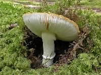 Amanita aprica image