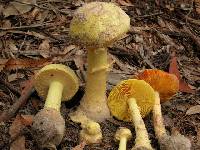 Amanita subjunquillea image