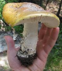 Amanita aprica image