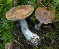 Agaricus scaurus image