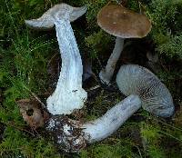 Agaricus scaurus image