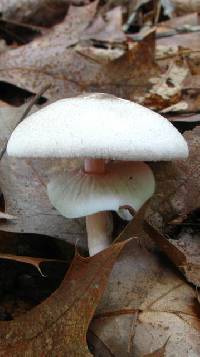 Agaricus status image